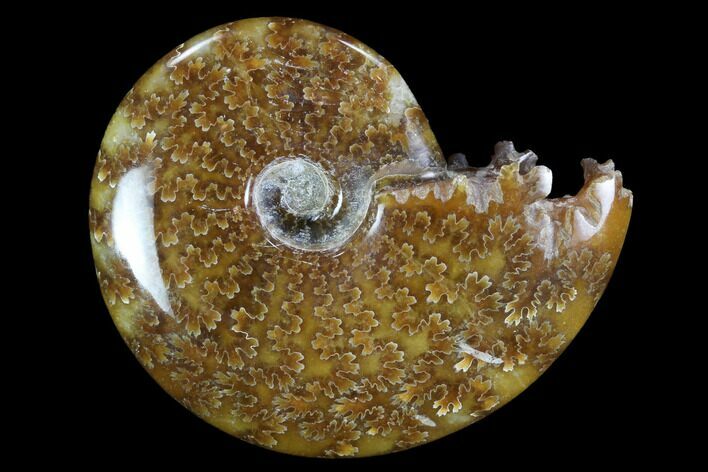 Polished, Agatized Ammonite (Cleoniceras) - Madagascar #97264